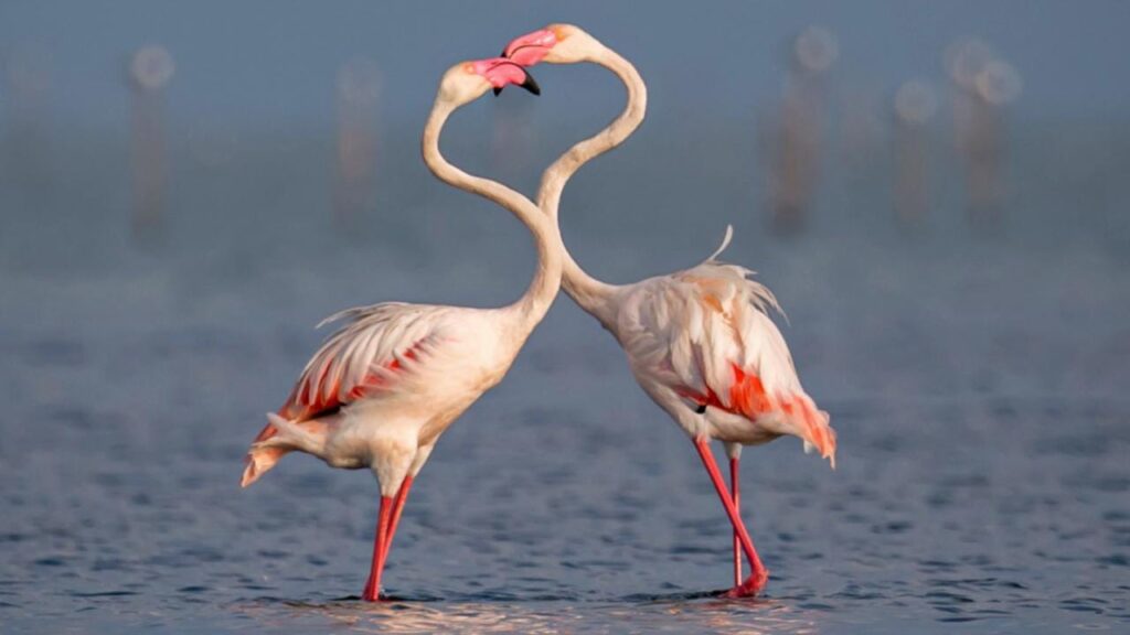 Top 6 Largest Lakes You Must Visit In India