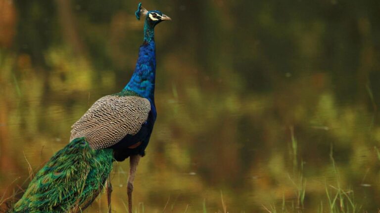 6 Best Wildlife Sanctuaries In Karnataka (India) To Explore 1 6 Best Wildlife Sanctuaries In Karnataka (India) To Explore
