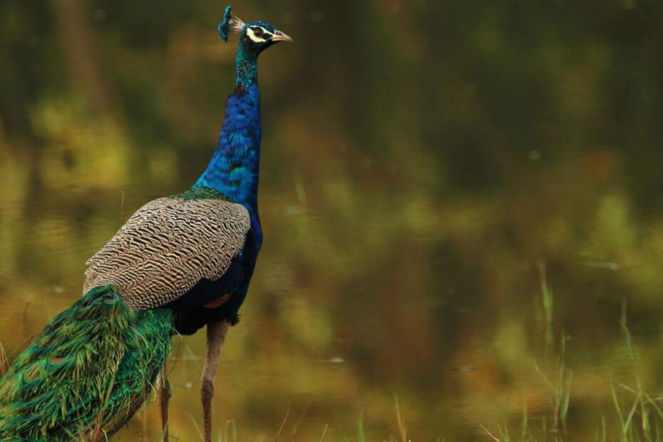 6 Best Wildlife Sanctuaries In Karnataka (India) To Explore