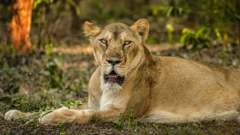 5 Wildlife Sanctuaries and National Parks in Odisha 1 5 Wildlife Sanctuaries and National Parks in Odisha