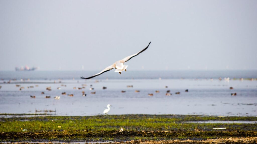 5 Wildlife Sanctuaries and National Parks in Odisha